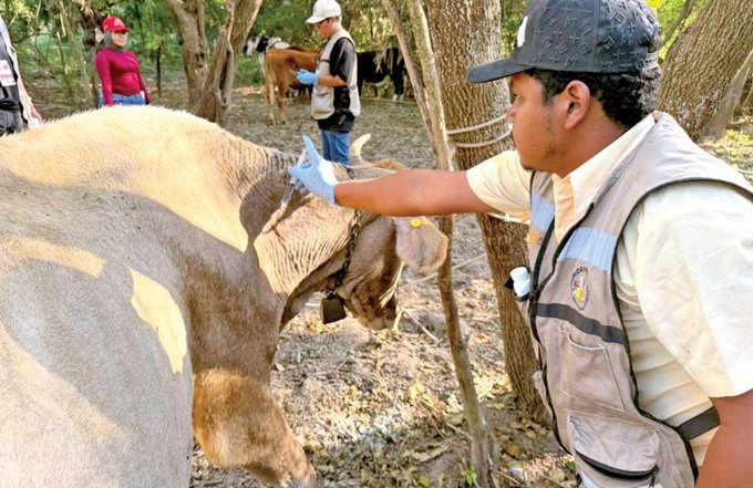 México refuerza coordinación con Estados Unidos para contener al gusano barrenador